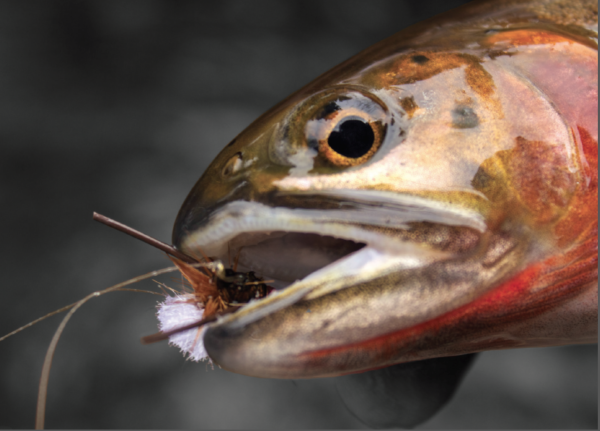 Fly Fishing Trout Greeting Card 4-Pack - Image 4