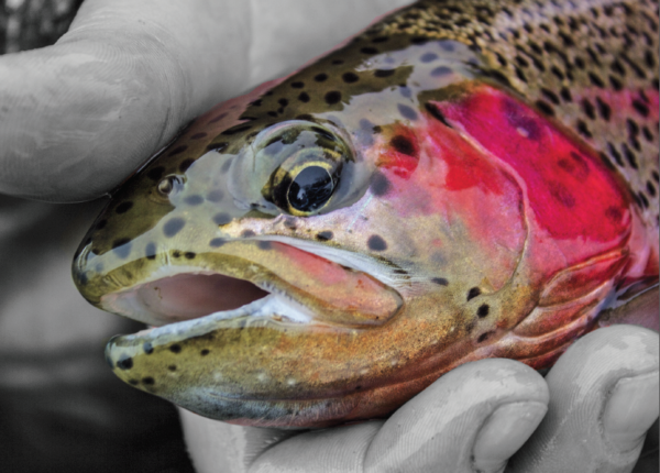 Fly Fishing Trout Greeting Card 4-Pack - Image 3