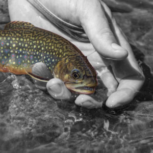 Fly Fishing Trout Greeting Card 4-Pack