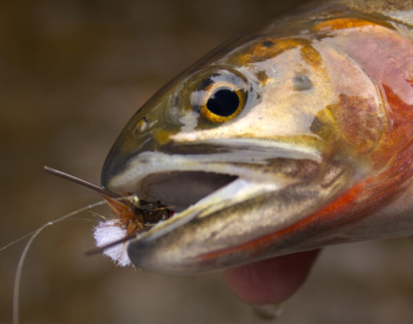 1 ANGLER- FULL DAY WADE