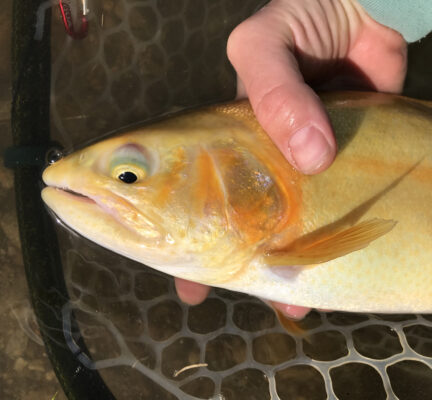 What is a Palomino trout?